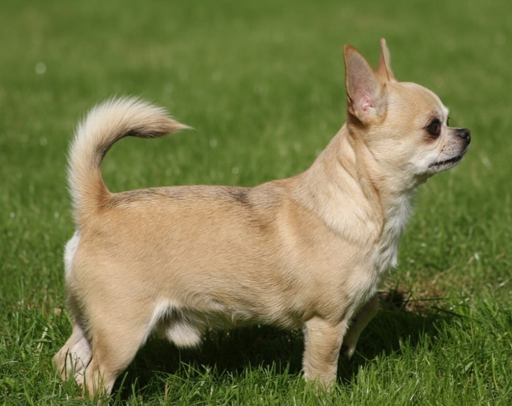 CH. Pin's De L'empire De Ganesh