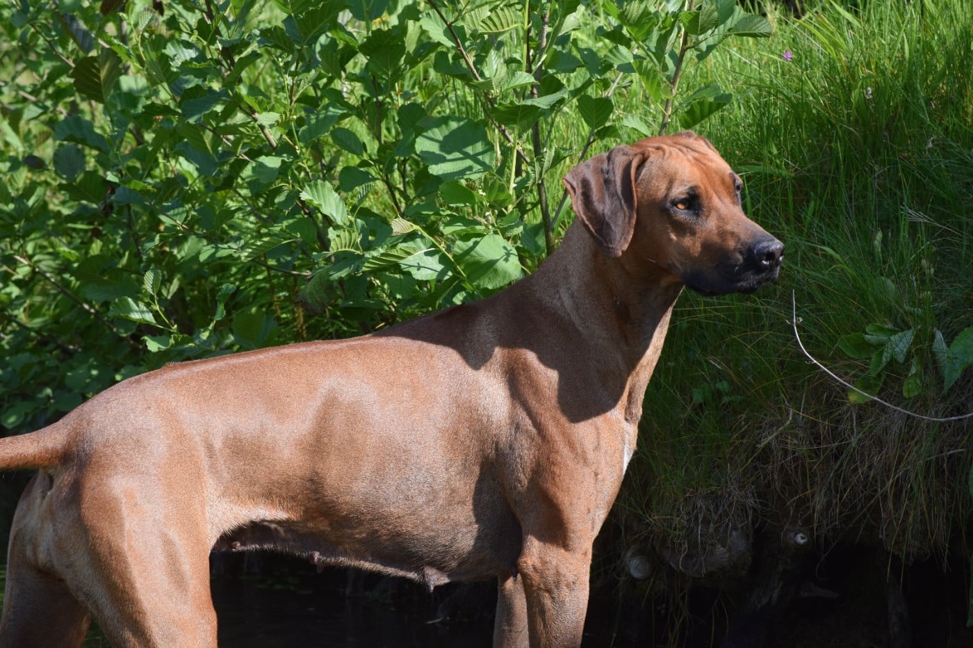 Tanzanian dream de karibu ridgeback