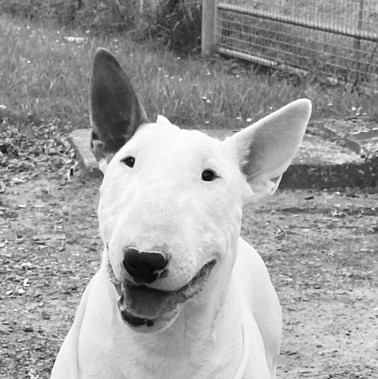 CH. The special one Des Bulls Du Hainaut