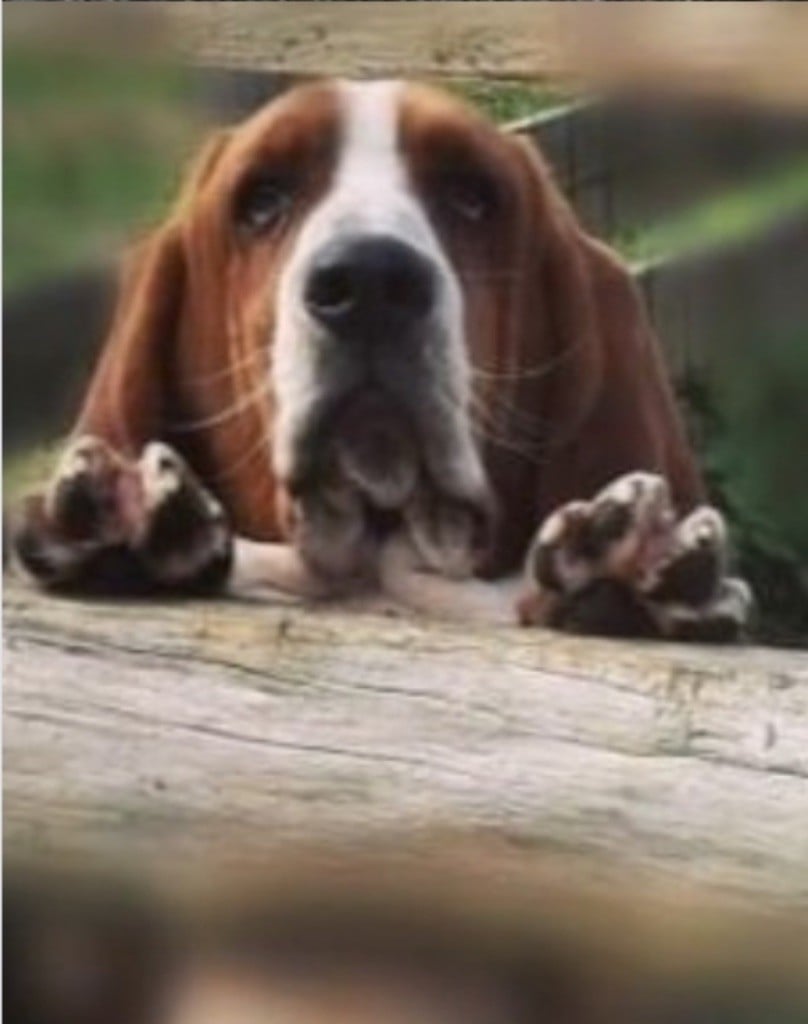 Pantoufle du clos des héllébores