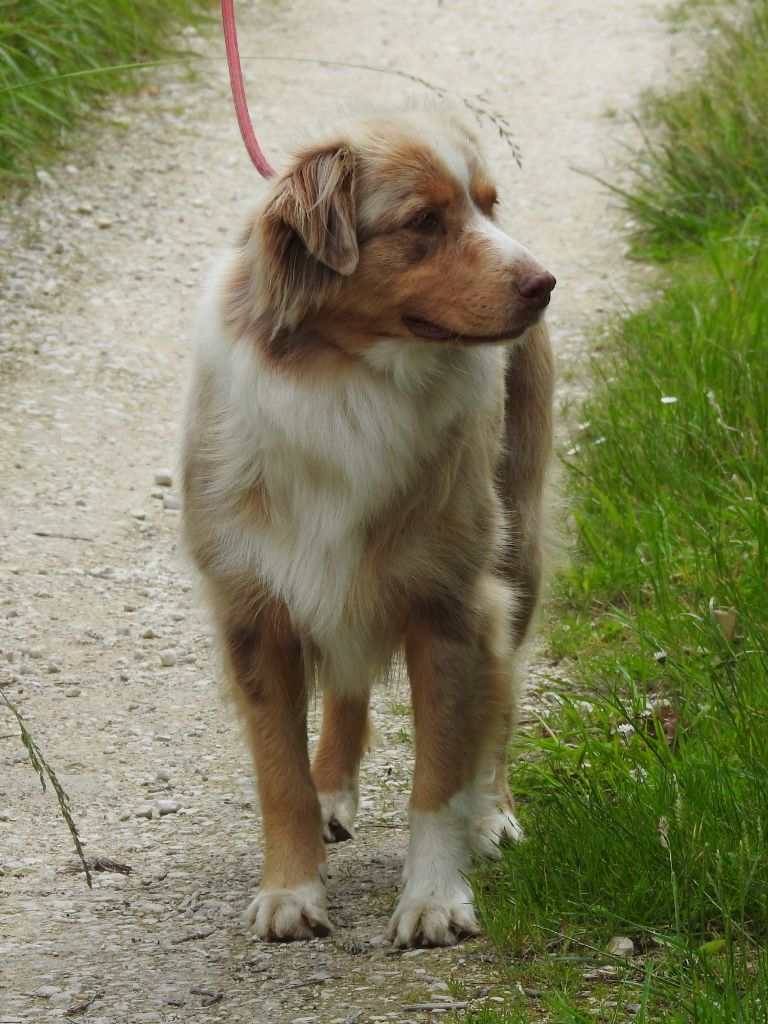 Publication : Du Sapin Vert