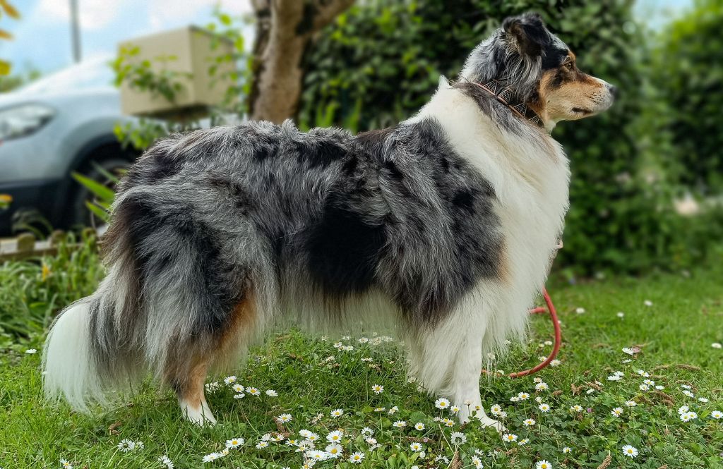 Publication : Du Rubis Mystérieux Auteur : sophie leger