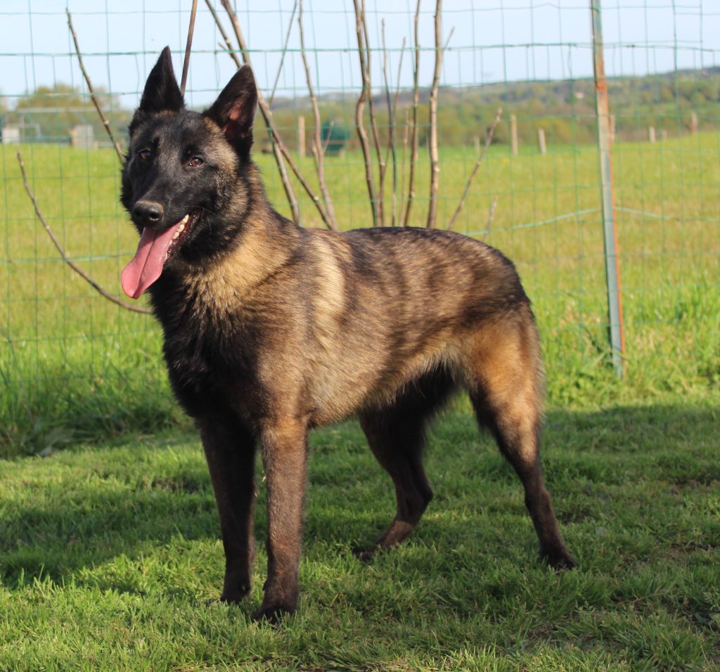 Publication : De La Butte Des Crocs Blancs Auteur : Gwendoline TOBIE