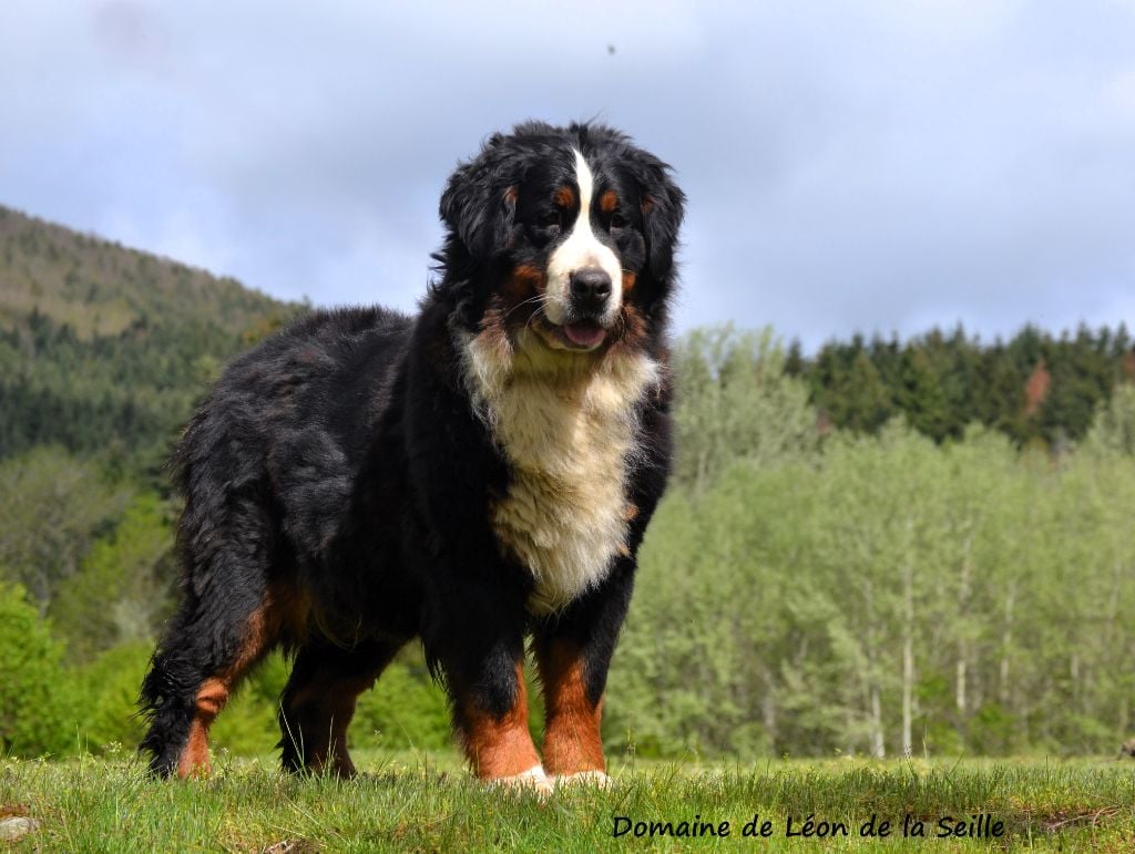 Publication : du Domaine De Léon De La Seille Auteur : Domaine de Léon de la seille