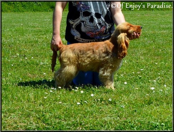 Publication : Of Enjoy's Paradise Auteur : Of Enjoy's Paradise Kennel.