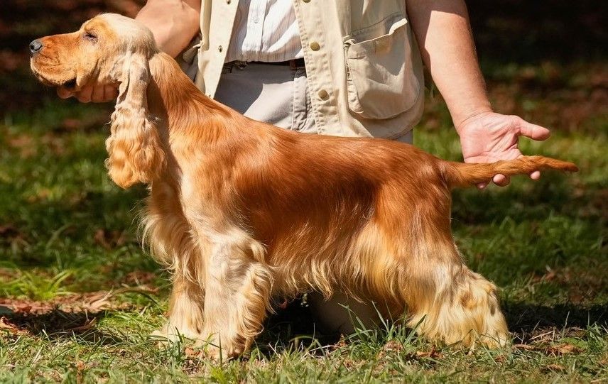 Publication : Weeping Willows 