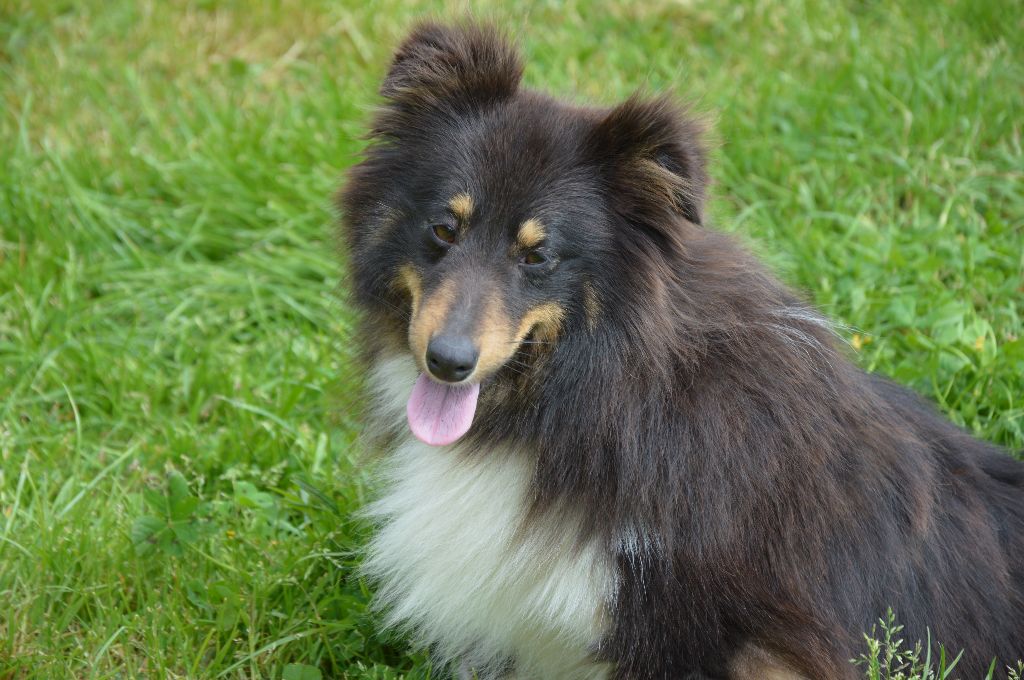 Publication : Du Mont Des Quatre Lunes