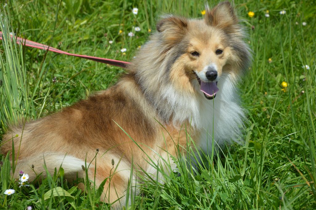 Publication : Du Mont Des Quatre Lunes