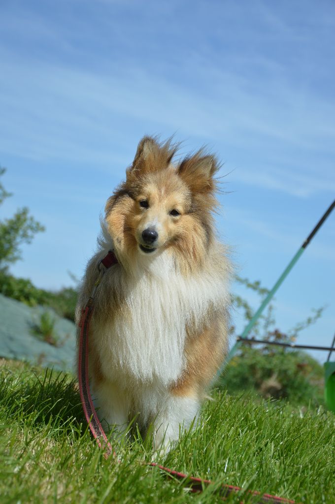 Publication : Du Mont Des Quatre Lunes