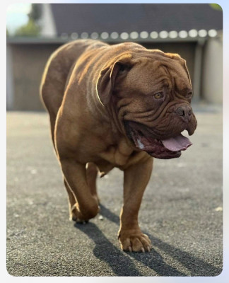 Étalon Dogue de Bordeaux - Senna number one De La Commanderie Des Molosses