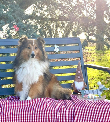 Étalon Shetland Sheepdog - Twist gold du Cèdre Enchanté