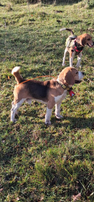 Étalon Beagle - Roucky De La Terrible Menée
