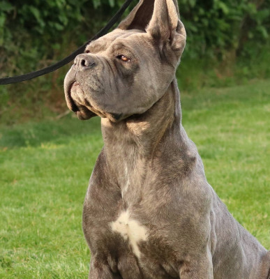 Étalon Cane Corso - The star's grey du Gilwesk