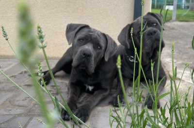 Étalon Cane Corso - Ushka regne de malaudrea