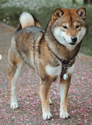 Étalon Shiba - Fukkuri kamiwaza