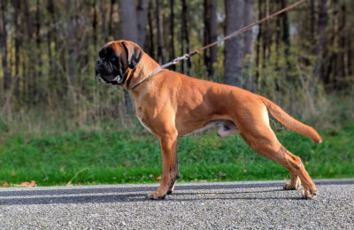 Étalon Boxer - Tayronn Made In Run