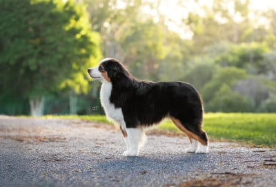 Étalon Berger Américain Miniature - Take It or Leave It Hoxakam du chemin des korrigans