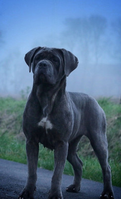 Étalon Cane Corso - The star's grey du Gilwesk