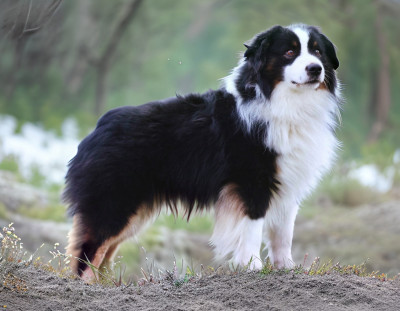 Étalon Berger Américain Miniature - Oslo - pow wow ojibwe du temple de Palés