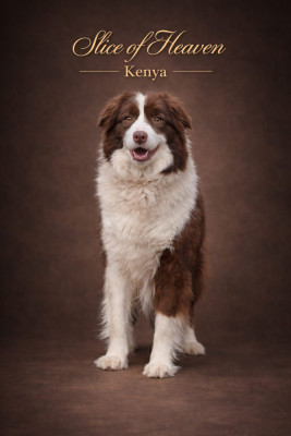 Étalon Border Collie - U dream's of kenya van't vlassenhout