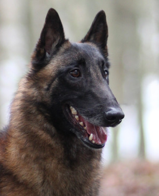 Étalon Berger Belge - winalmik's Casanova