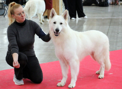 Étalon Berger Blanc Suisse - V' hades du Loup de la Vieille Eglise