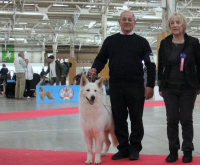 Étalon Berger Blanc Suisse - V'dabali du Loup de la Vieille Eglise