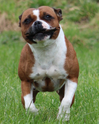 Étalon Staffordshire Bull Terrier - Toujours dans le game Of The Warriors Red Skins