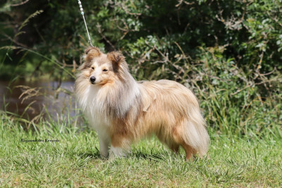 Étalon Shetland Sheepdog - Pepper - une belle histoire Du Royaume Des Renards
