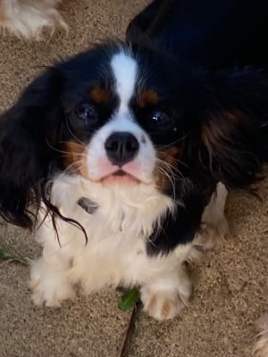 Étalon Cavalier King Charles Spaniel - TaÏga de la Vallée d'Alina