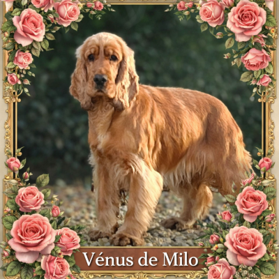 Étalon Cocker Spaniel Anglais - Vénus de milo du domaine de Std Gladyce