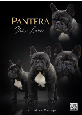 Étalon Bouledogue français - Pantera-this-love (Sans Affixe)