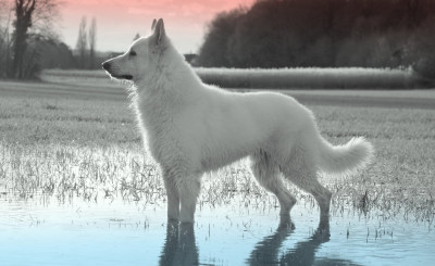 Étalon Berger Blanc Suisse - V' hades du Loup de la Vieille Eglise