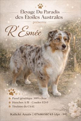 Étalon Berger Australien - R esmee (Sans Affixe)