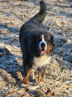 Étalon Bouvier Bernois - Figo fago kielo cud