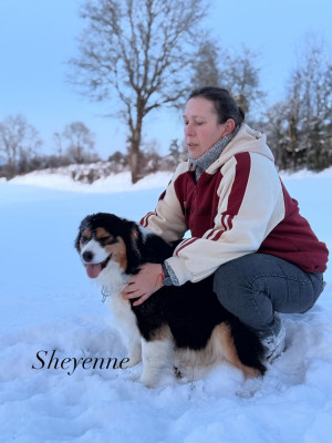 Étalon Berger Australien - Sheyenne de la rivière des Aulnes