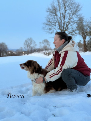 Étalon Berger Australien - Raven (Sans Affixe)