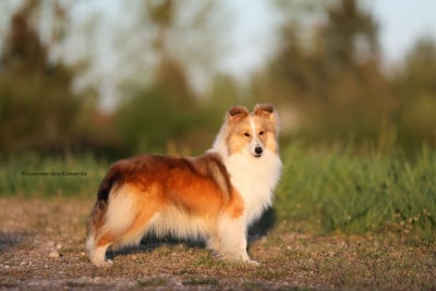 Étalon Shetland Sheepdog - Sunday - show must go on De la vallée des noyeres