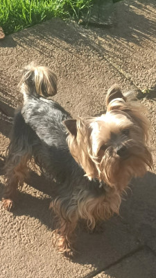 Étalon Yorkshire Terrier - Un petit prince des Bruyères de Line