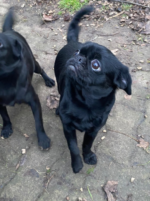 Étalon Petit Brabançon - Ursula des terres de phoebus