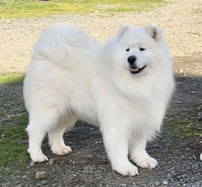 Étalon Samoyède - Peter pan du domaine Lecordy