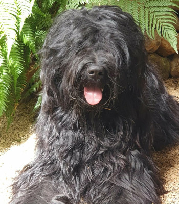 image de Renoir Réglisse