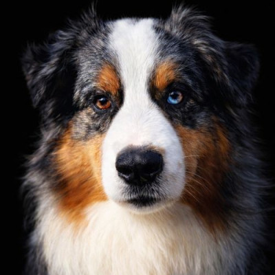 Étalon Berger Australien - Paradise blue buck du Chemin de la Lune aux Reves