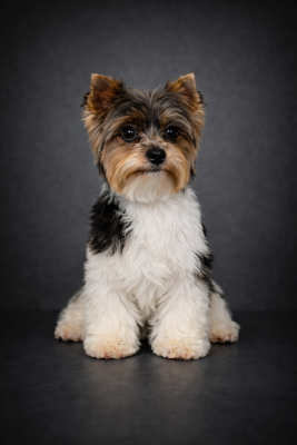 Étalon Biewer Terrier - Mister klan-biewier rott