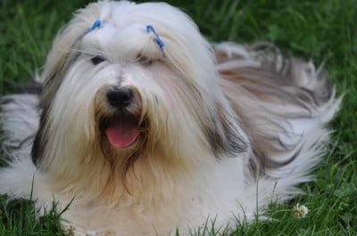 Étalon Terrier Tibetain - CH. Nedong lamleh tibet de Ling Dechen