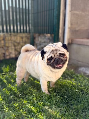 Étalon Carlin - flying winner Champion