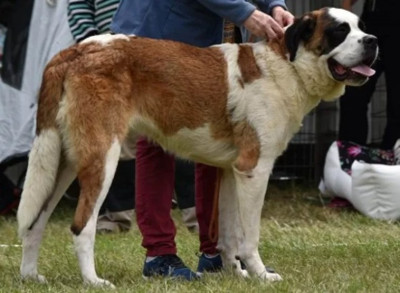 Étalon Chien du Saint-Bernard - Tamaterai o sanjah elfov du songe des elfes