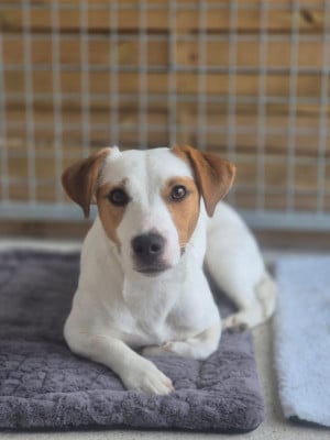 Étalon Jack Russell Terrier - Voyelle de la Botte de Lin