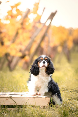 Étalon Cavalier King Charles Spaniel - Timey De la geode