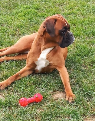 Étalon Boxer - Tania Au Pays Des Joyaux